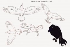 crow_flyingposes_101203