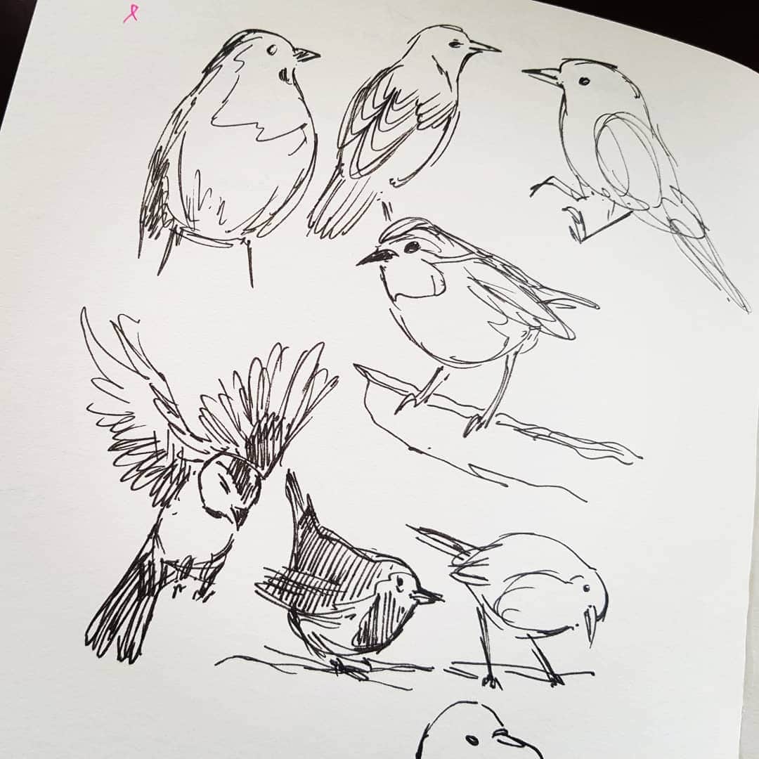 Birdsketch