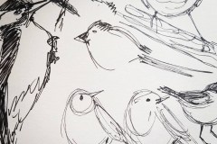 bird sketches