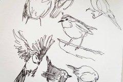 Birdsketch